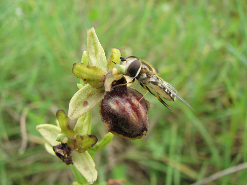 Neotinea tridentata